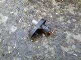 T�rkontaktschalter 4408423 f�r Saab 9-5 YS3E